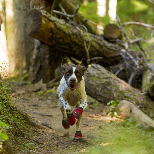 RuffWear Grip Trex Hundskor Röd 2-pack (76 mm)