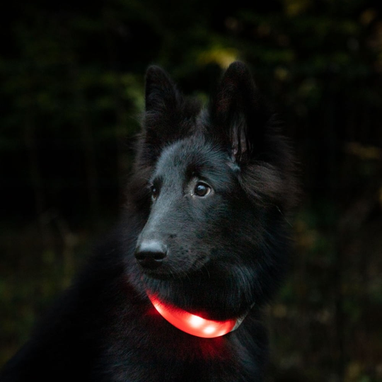 Basic Wide LED-halsband Orange