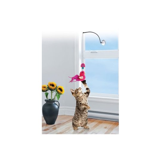 Kong Cat Connects Window Teaser