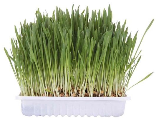 Kattgräs med Odlingslåda - 100 g