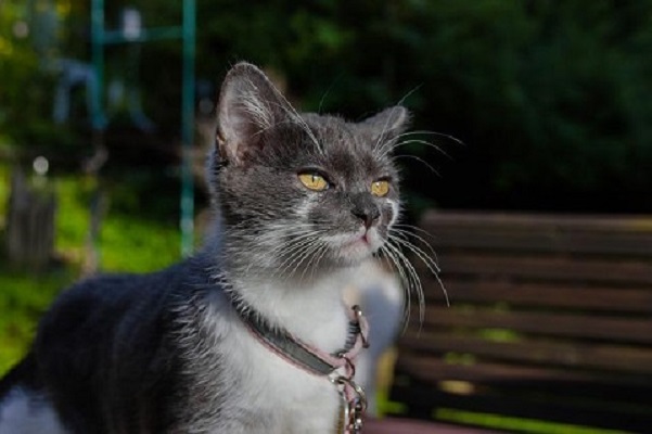 Katt med halsband i en park